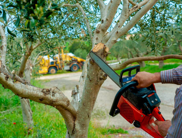 Trusted Genola, UT Tree Service Experts